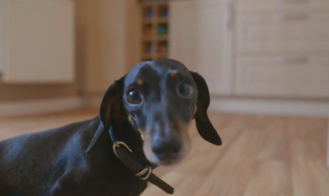 ダックスフンド,動画