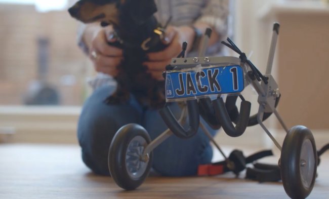 ダックスフンド,動画