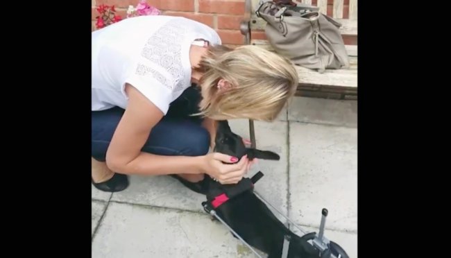 ダックスフンド,動画