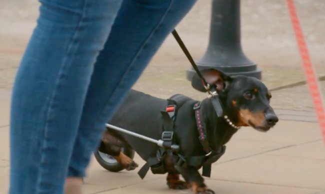 ダックスフンド,動画