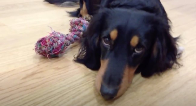 ダックスフンド,動画