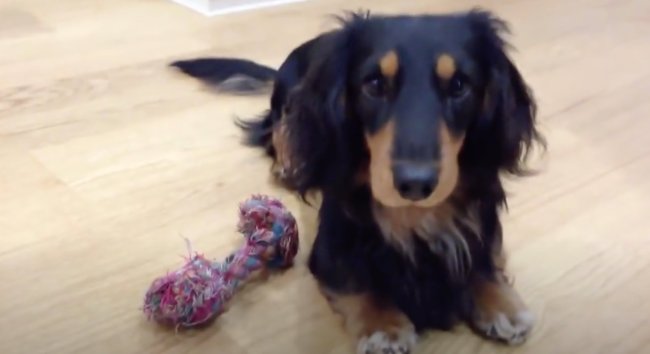 ダックスフンド,動画