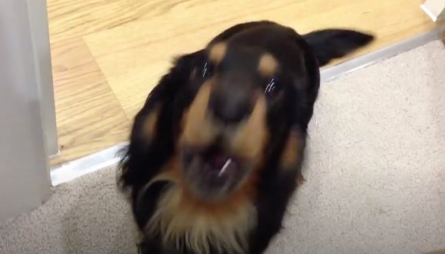 ダックスフンド,動画