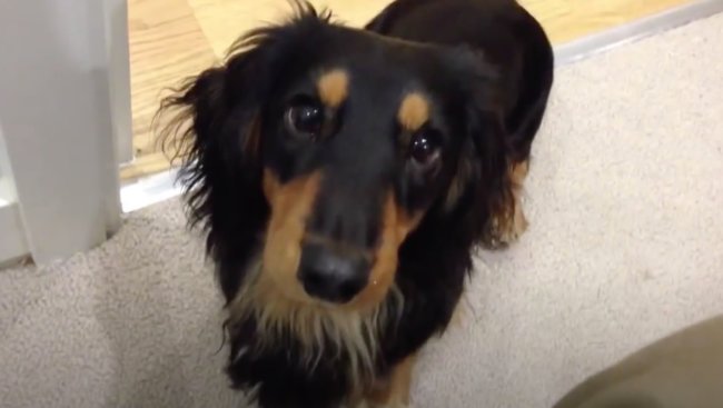 ダックスフンド,動画