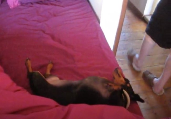 ダックスフンド,動画