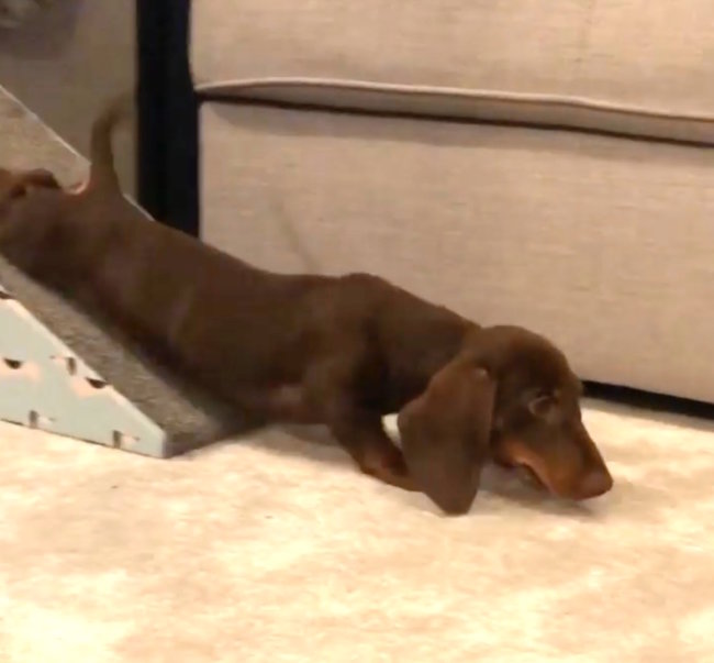 ダックスフンド,Instagram