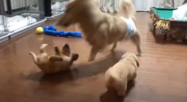 ダックスフンド,動画