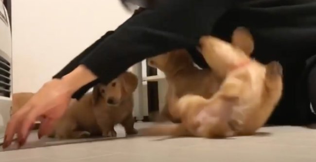 ダックスフンド,動画