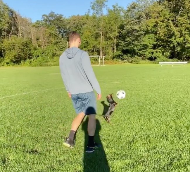 ダックスフンド,Instagram