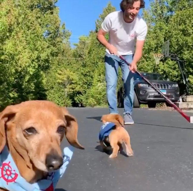 ダックスフンド,Instagram