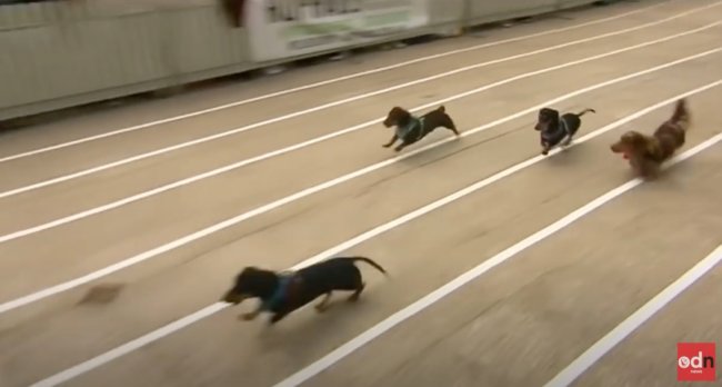 ダックスフンド,動画