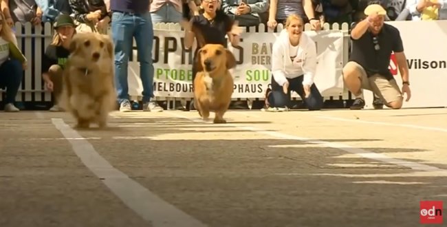 ダックスフンド,動画