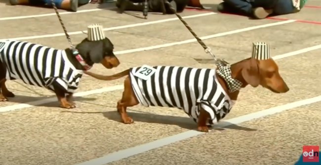 ダックスフンド,動画