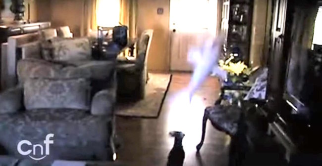 ダックスフンド,動画