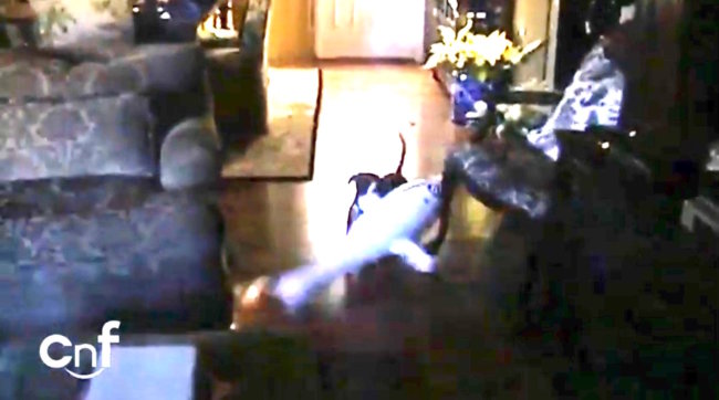 ダックスフンド,動画