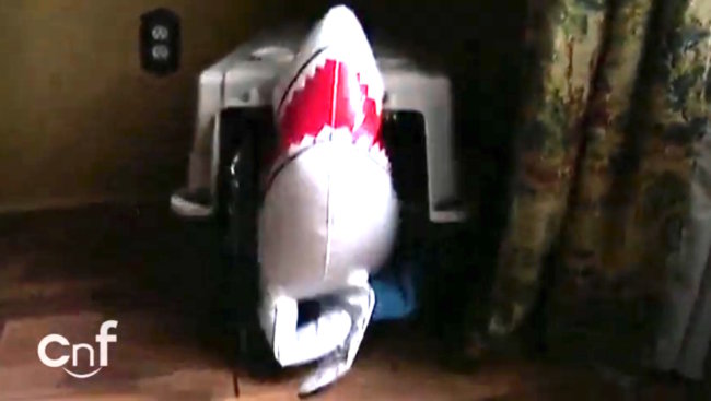 ダックスフンド,動画