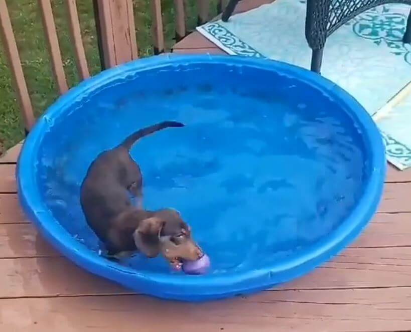 ダックスフンド,動画