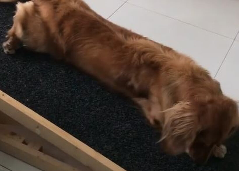 ダックスフンド,動画