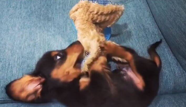 ダックスフンド,動画