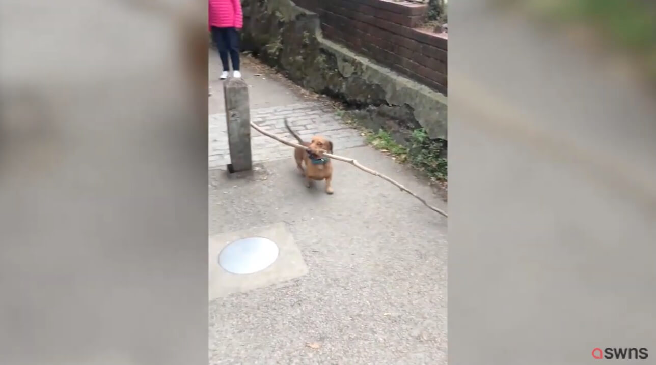 ダックスフンド,動画