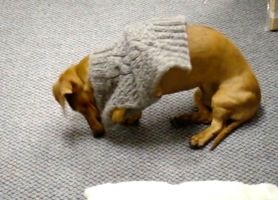 ダックスフンド,動画