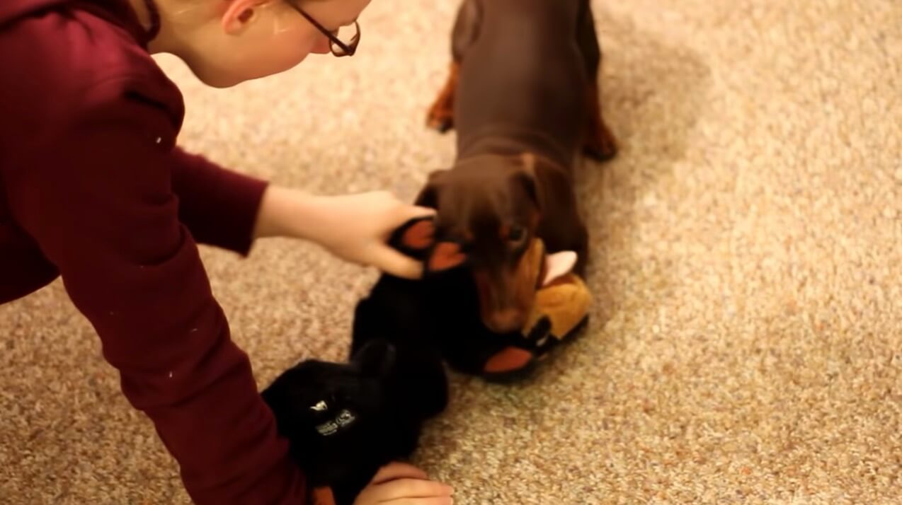 ダックスフンド,動画