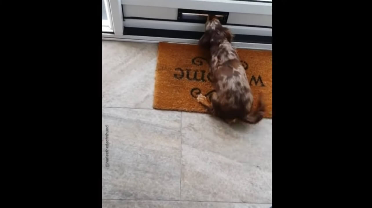 ダックスフンド,動画