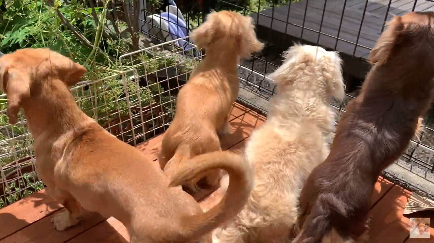 ダックスフンド,動画