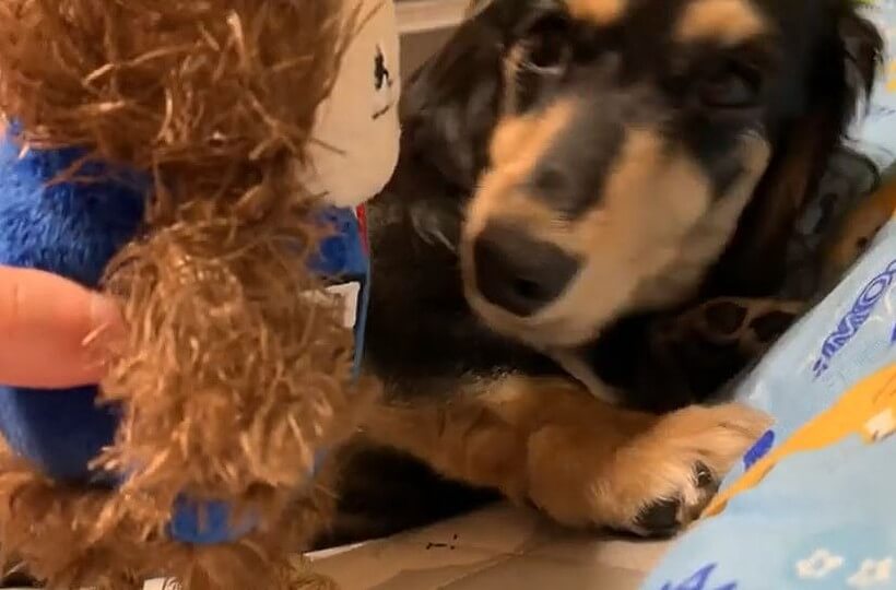 ダックスフンド,動画