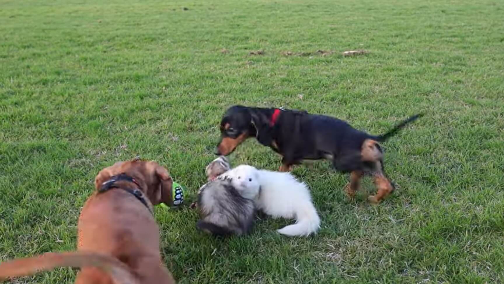 ダックスフンド,動画