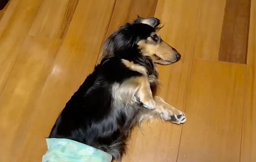 ダックスフンド,動画