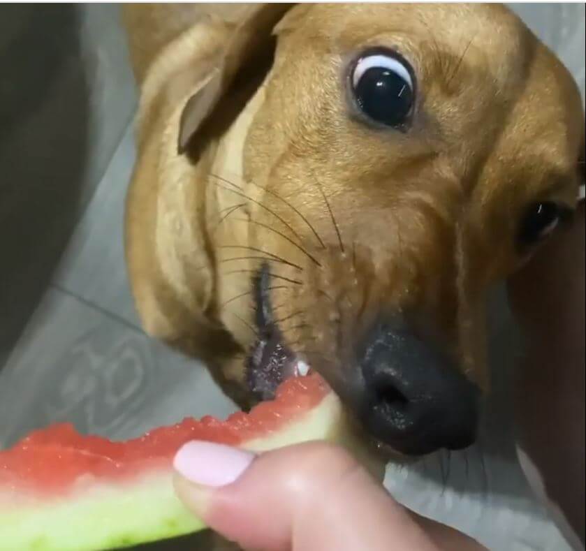 ダックスフンド,動画