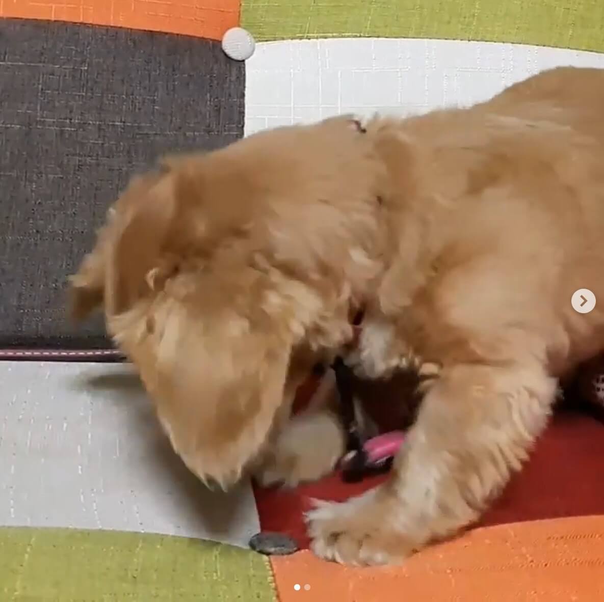 ダックスフンド,動画