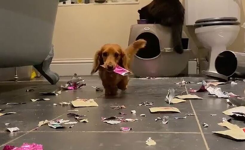 ダックスフンド,動画