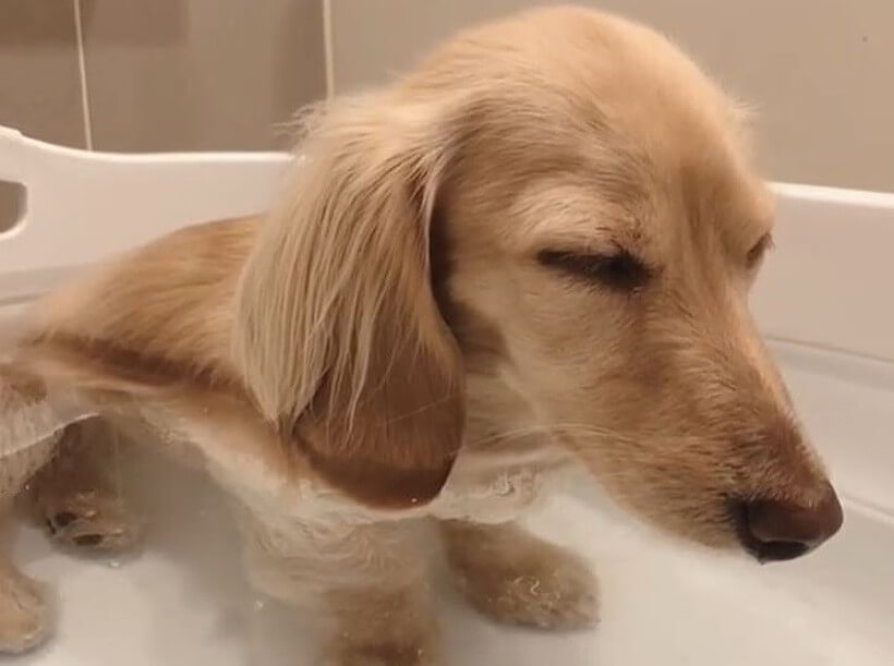 ダックスフンド,動画