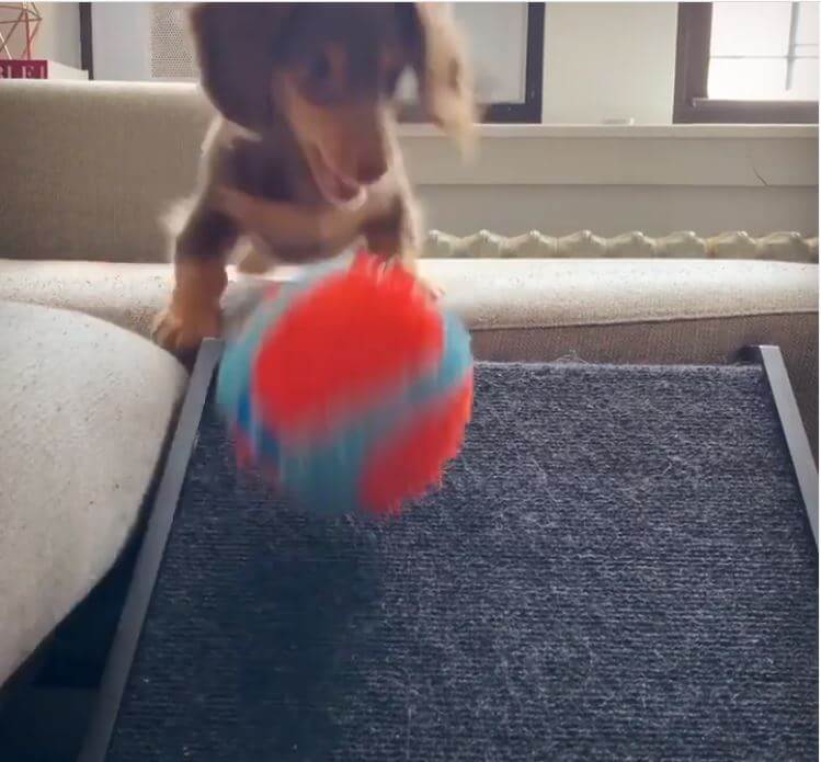 ダックスフンド,動画