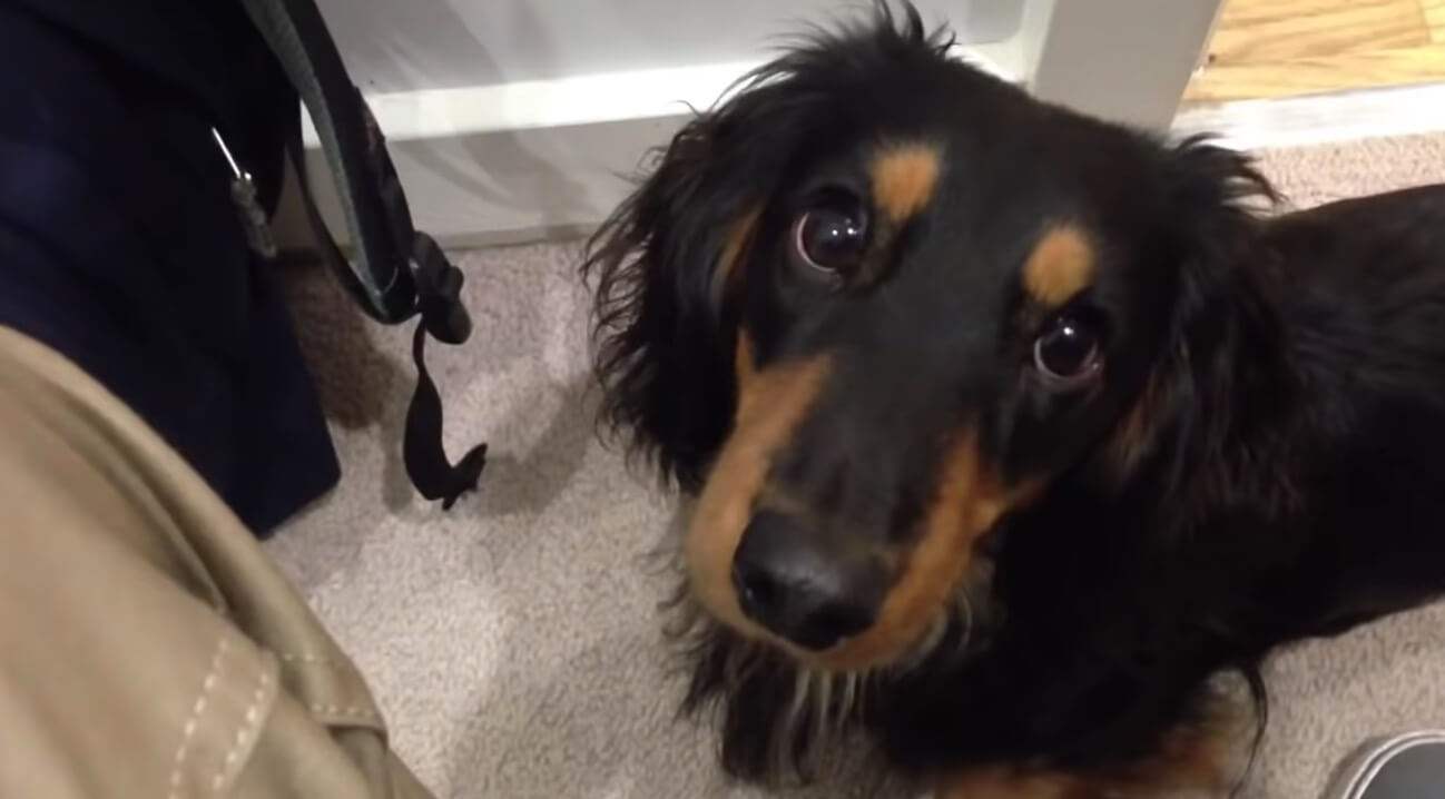 ダックスフンド,動画