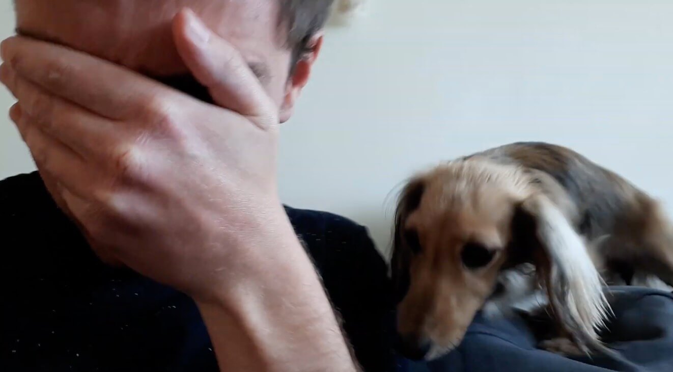 ダックスフンド,動画