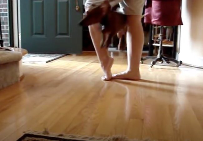 ダックスフンド,動画