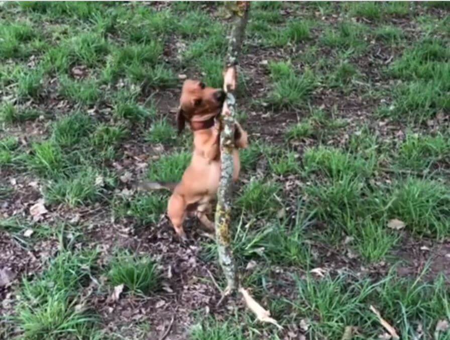 ダックスフンド,動画