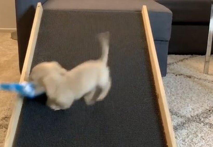 ダックスフンド,動画