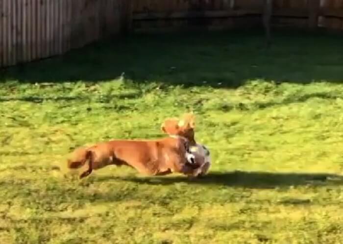 ダックスフンド,動画