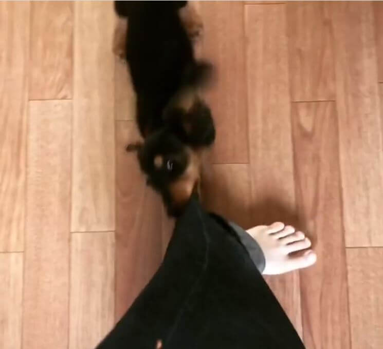 ダックスフンド,動画