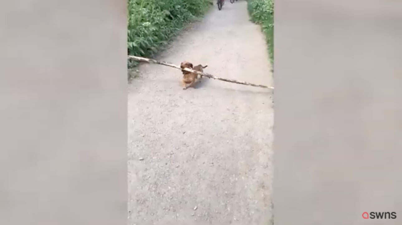 ダックスフンド,動画