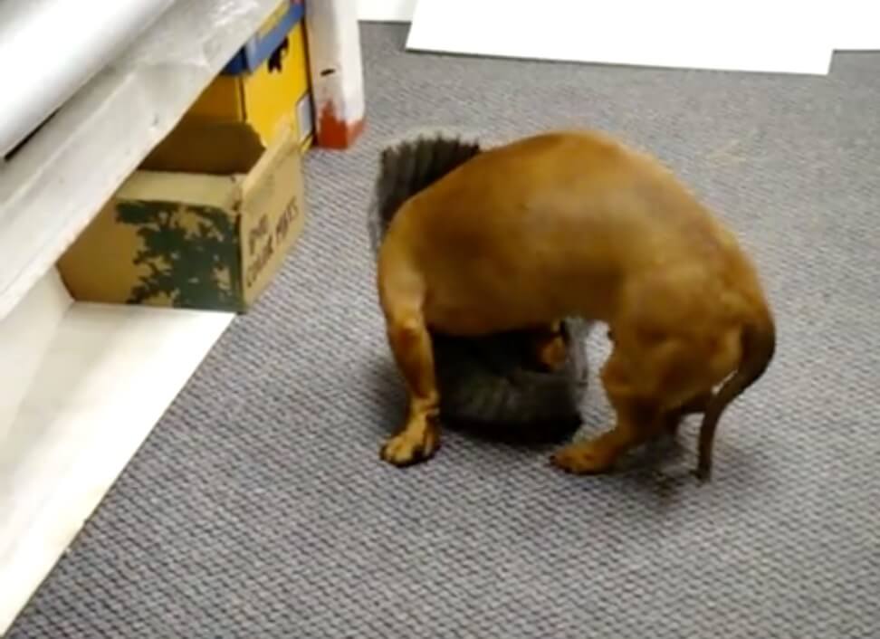 ダックスフンド,動画