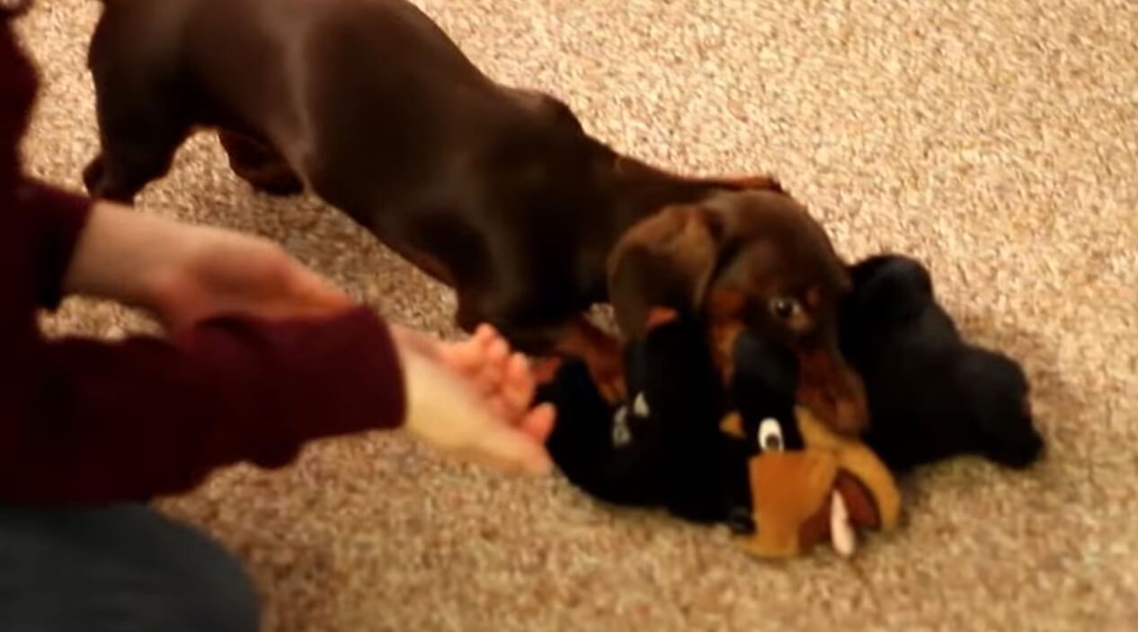 ダックスフンド,動画