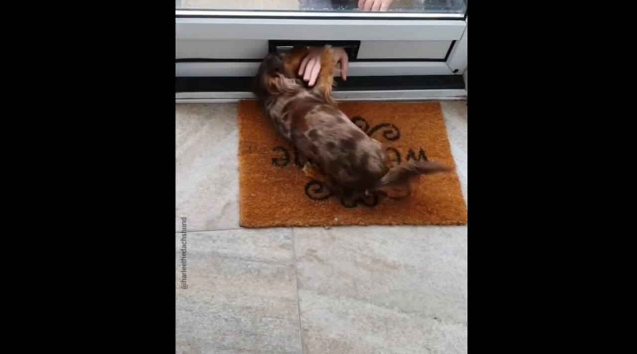 ダックスフンド,動画