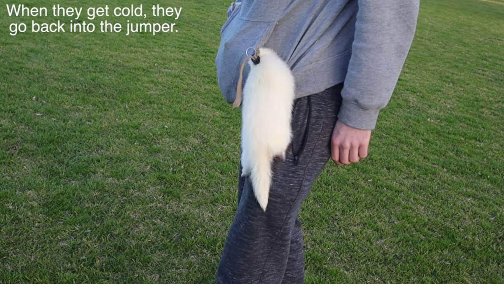 ダックスフンド,動画