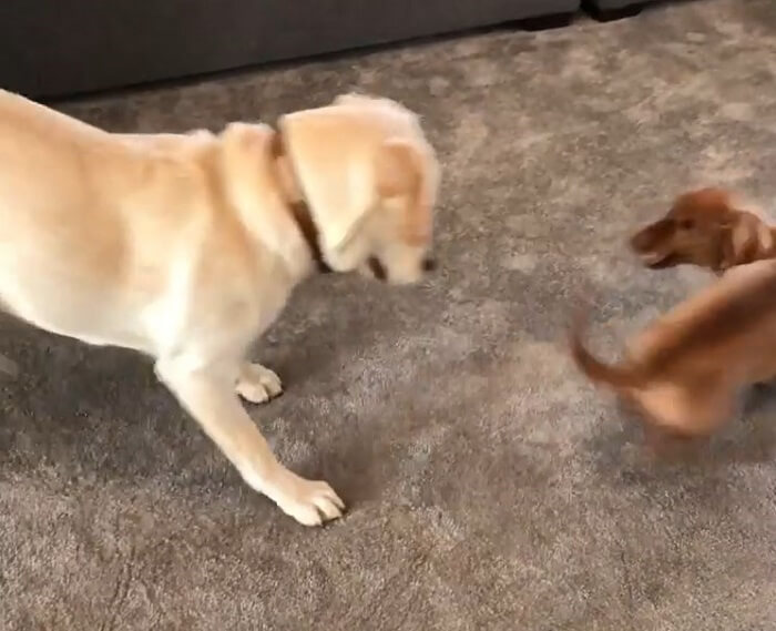 ダックスフンド,動画