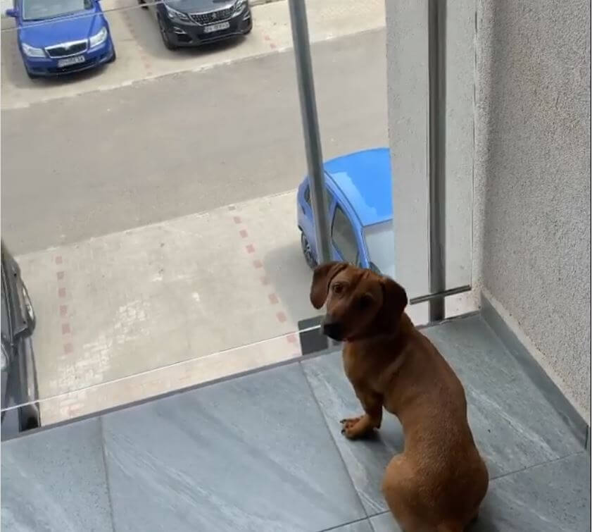 ダックスフンド,動画